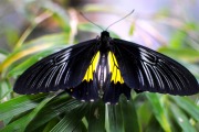 Выставка живых тропических бабочек «Мир Бабочек»