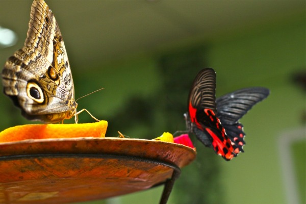 Выставка живых тропических бабочек «Мир Бабочек»