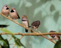 Сад райских птичек «Миндо»