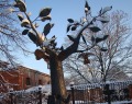 Памятник «Дерево желаний» в Кронштадте