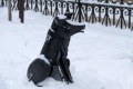 Памятник бродячей собаке Гаврюше