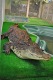 Выставка рептилий «Croco Park»