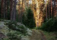 Природный парк «Вепсский лес»