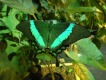 Сад бабочек «Миндо»