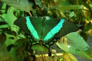 Сад бабочек «Миндо»