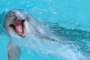 Санкт-Петербургский дельфинарий