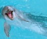Санкт-Петербургский дельфинарий