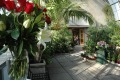 Оранжерея Таврического сада "Цветы"