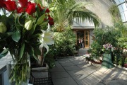 Оранжерея Таврического сада Цветы